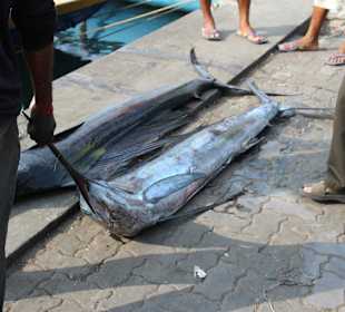 Frisch gefangen, Fischmarkt in Male