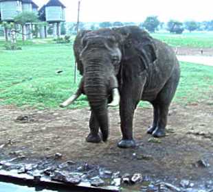 Elefantenbulle vor der Salt Lick