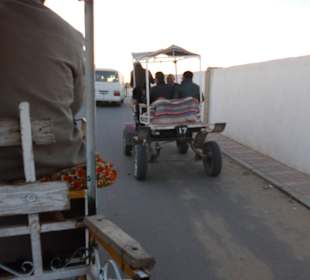 Palmenoase / Datteln in Tunesien