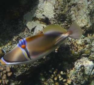Picassodrückerfisch