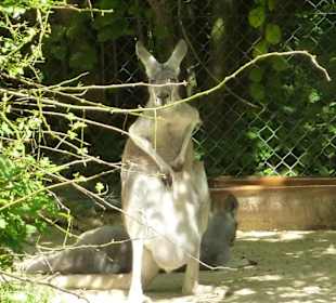 Rotes Riesenkängeruh mit Jungem im Beutel