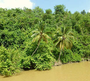 Mangroven-Flusslandschaft