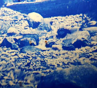 Brunnen mit Bild und Münzen