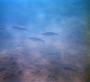 Einmalige Korallenwelt am Strand
