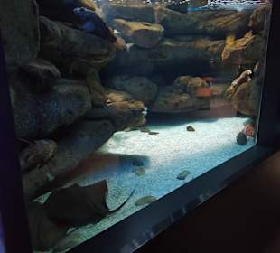 CretAquarium