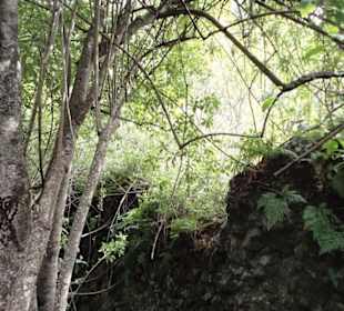 Im Naturpark Los Tilos de Moya