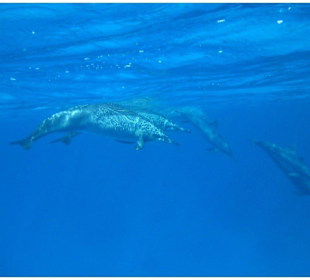 Delfinschwimmen in Hurghada-Rotes Meer -Morgenland