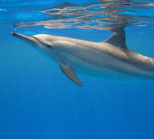 Delfine bei Shaab Marsa Alam (Gota)