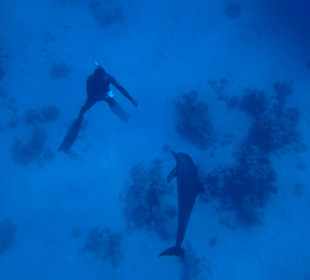 Spielen mit Delfinen, die Guides immer voraus