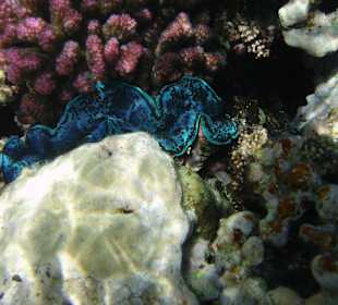 Im Riff am Hotelstrand