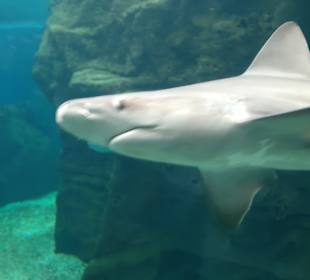 CretAquarium