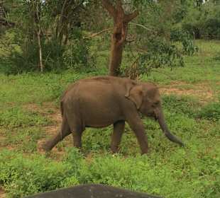 Nationalpark Udawalawe