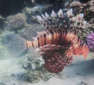 Schnorcheln Soma Bay