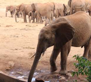 Elefanten direkt vor einem