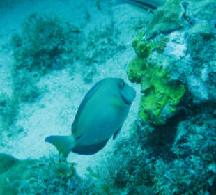 Unterwasserwelt/St.Georges/Grenada