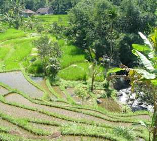 Reisterrasse in den Bergen Balis