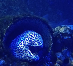 Ozeanarium Miedzyzdroje