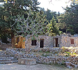 Palio Pyli
