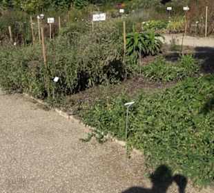 Botanischer Garten München