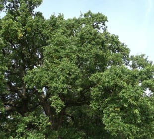 Naturdenkmal Sulzeiche Walddorf
