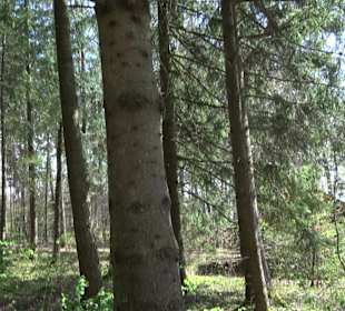 Baumlehrpfad Sontheim