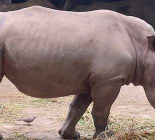 Singapur Zoo