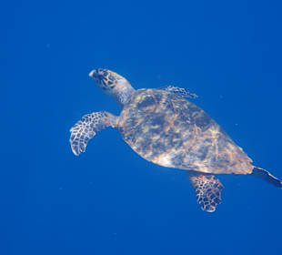 Schnorcheln Abu Dabbab