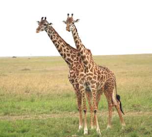 Giraffen