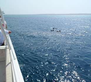 Delfinschwimmen und Schnorcheln am 24.07.2012