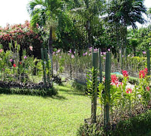 Blick in den Orchideen-Garten