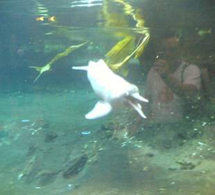 Amazonas - Flussdelfin