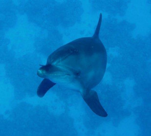Delfine erleben mit Yasser