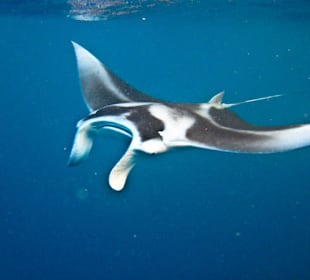 Manta