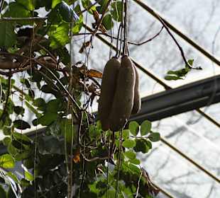 Anlage Planten un Blomen