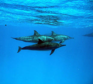 Delphine im Dolphinhouse