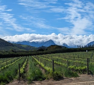 Stellenbosch