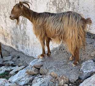 Inselrundfahrt Kreta