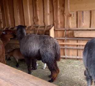 Südamerikabereich - Alpakahaus