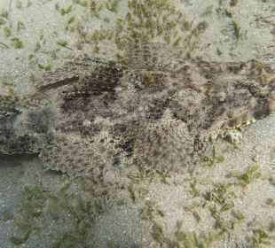 Hausriff - Krokodilsfisch