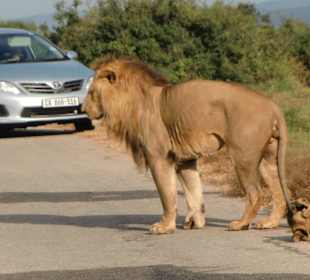 Löwen auf der Straße (allerdings selbst gefahren)