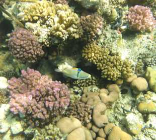 Schnorcheln Abu Dabbab