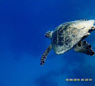 Schnorcheln Marsa Alam