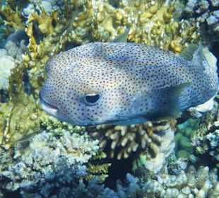 Some of the beautiful fish