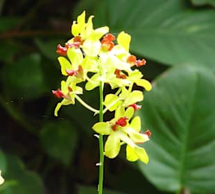 Loro Park - Pflanzen