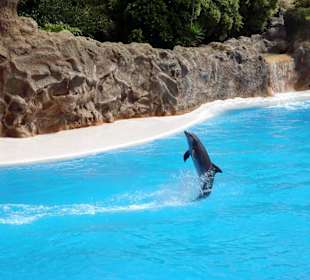 Loro Park - Delfin - Show