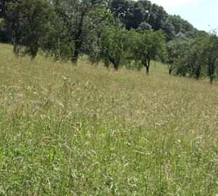 Eduard Lucas Musterobstgarten Mähringen