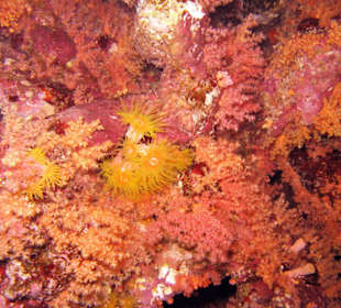 Nurkowanie w Sharm el Sheikh - podwodne życie