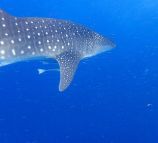 Walhai - Unbeschreibliches Erlebnis