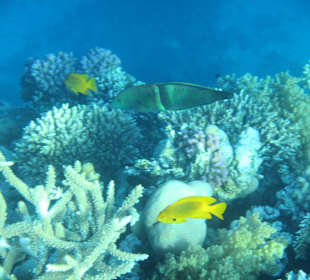 Hausriff Arabia Azur Resort