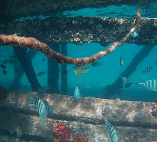 Schnorcheln Hurghada